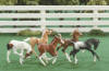 (c) Breyer Animal Creations