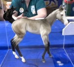Factory Custom Springtime Filly Test