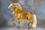 Glossy Dappled Palomino Amazigh Stallion