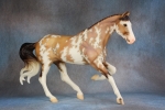 Buckskin Sabino Gem Twist