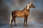 Glossy Dapple Sooty Palomino Murgese