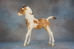 Family Arabian Mare & Family Arabian Foal