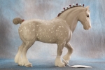 Clydesdale Stallion