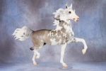 Dappled Grey Sabino - Huckleberry Bey #472