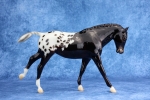 Glossy Sun-Faded Black Blanket Appaloosa Cantering Welsh Pony