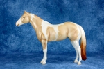 Pearly Double Dilute Tobiano Pinto Lady Phase
