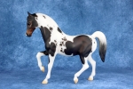 Dark Bay Homozygous Tobiano Pinto Family Arabian Stallion