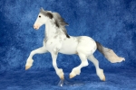 Black Sabino Roan Goffert