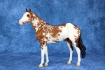 Dun Tobiano-Sabino Geronimo
